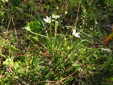 Ornithogalum cfr. umbellatum